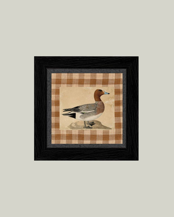 Eurasian Wigeon