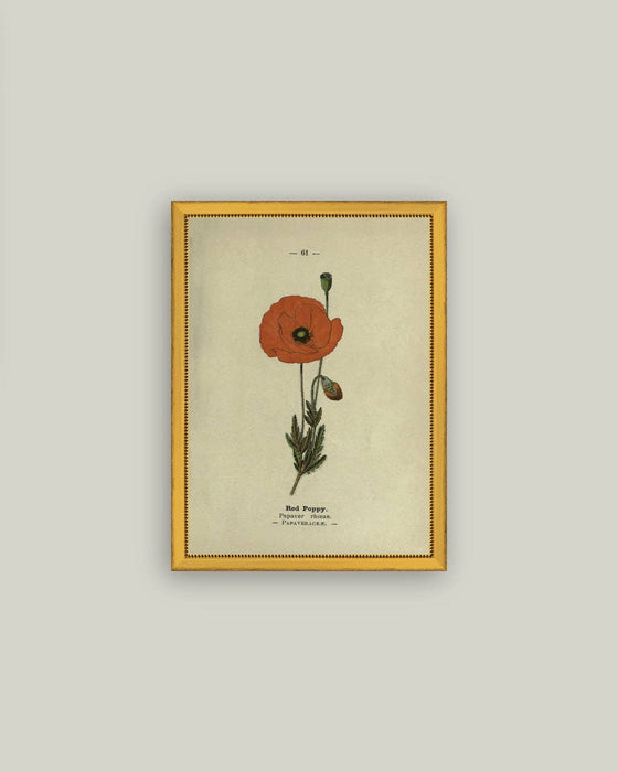 Red Poppy Framed Antique Art
