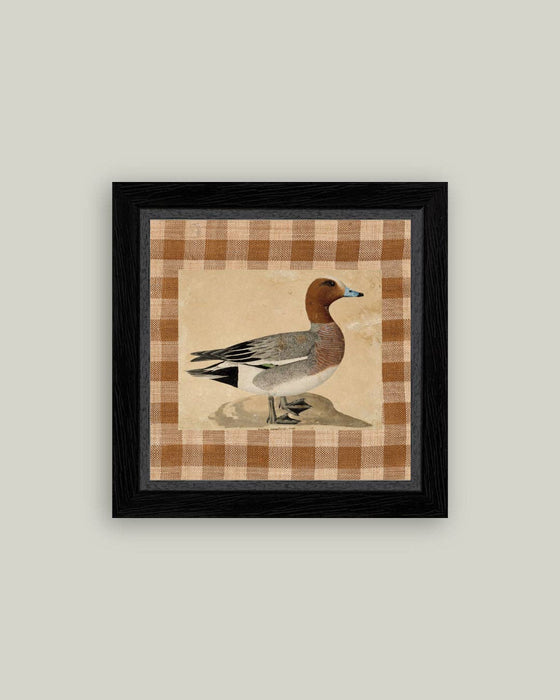 Eurasian Wigeon