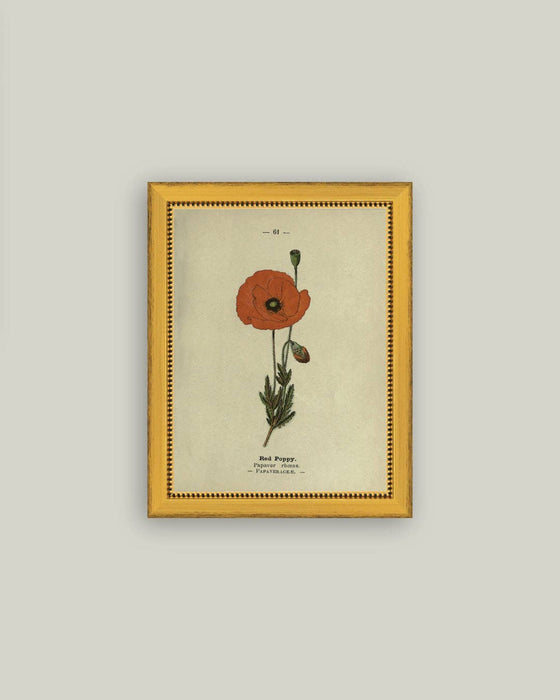 Red Poppy Framed Antique Art