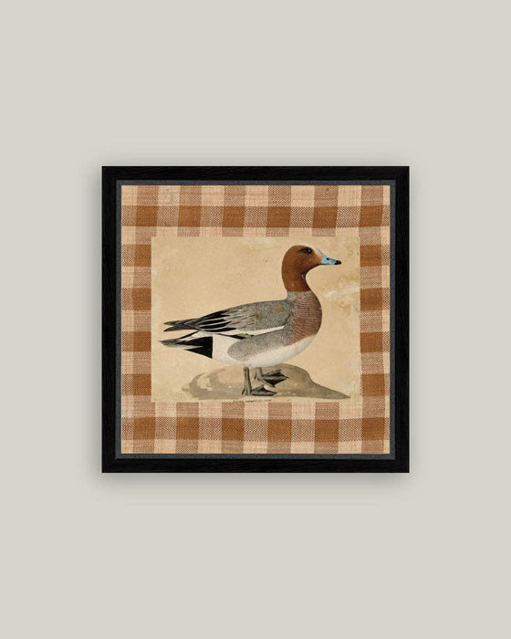 Eurasian Wigeon