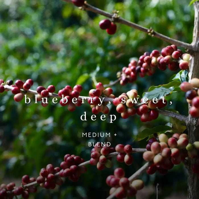 Blue Velvet Blend Whole Bean Coffee 12 oz